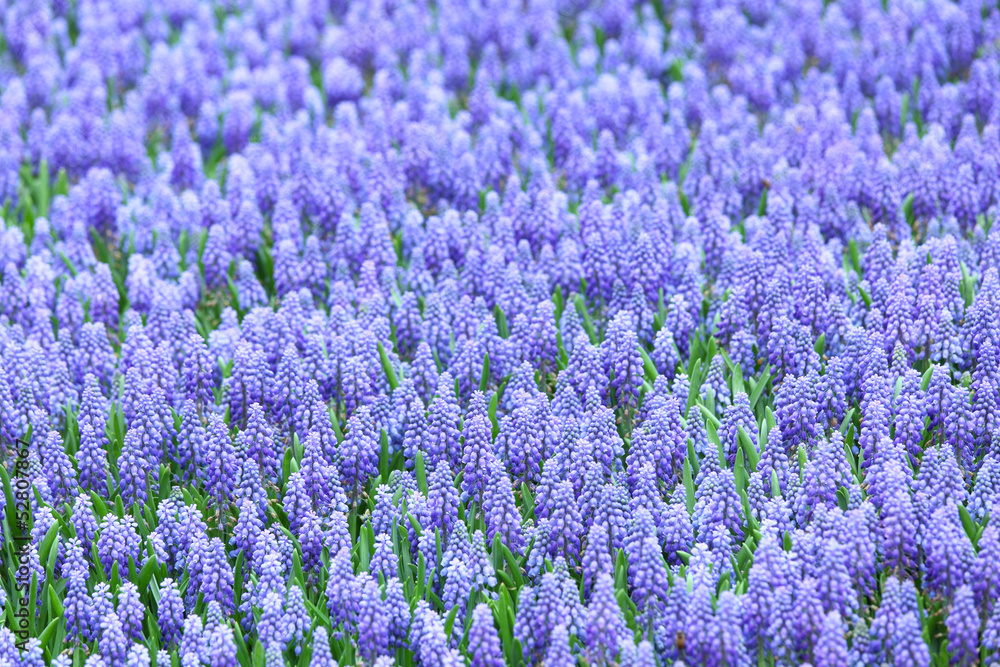 Obraz premium Purple muscari botryoides field