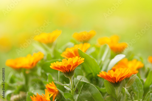 Marigold flowers
