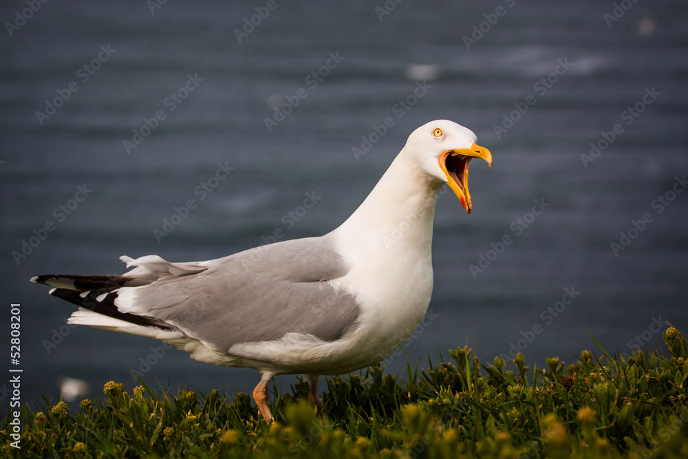Fototapeta premium seagull