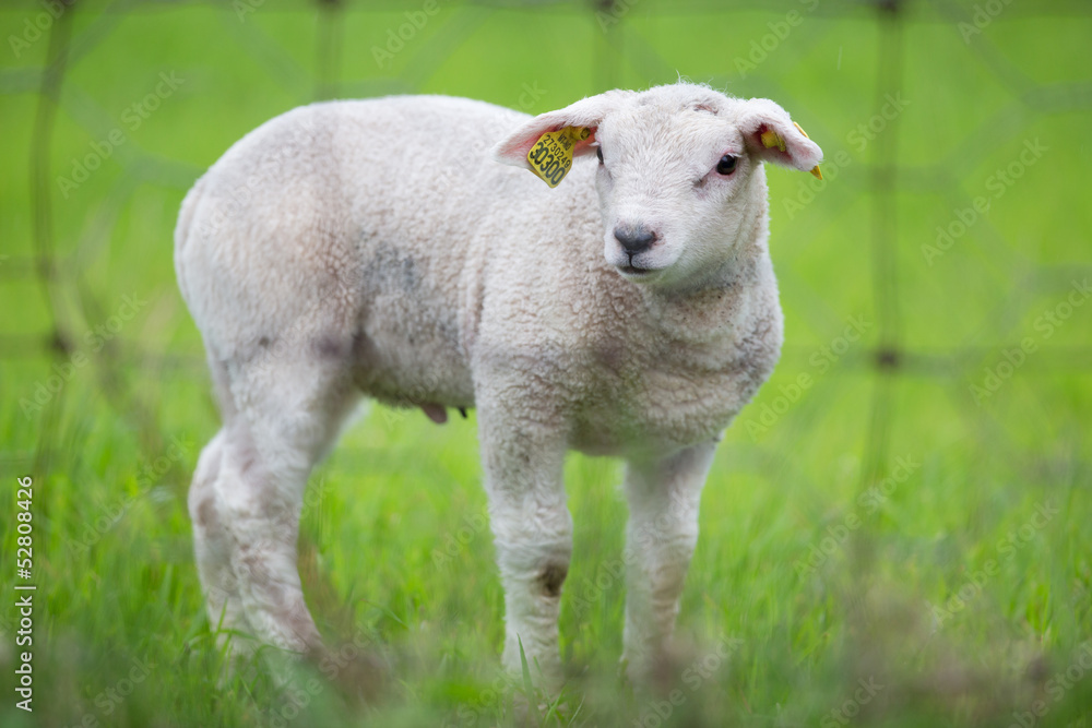 Lamb standing behind fence