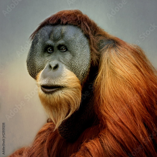 Orang Utan