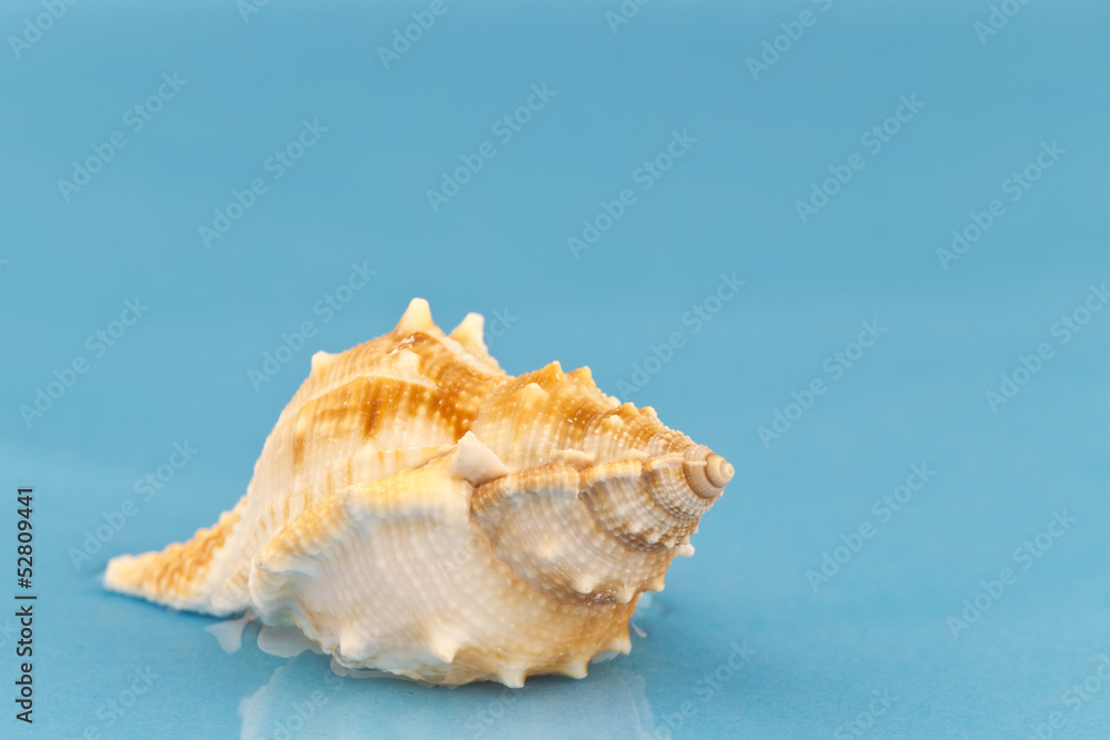 Little sea snail on blue background Little sea snail on blue background