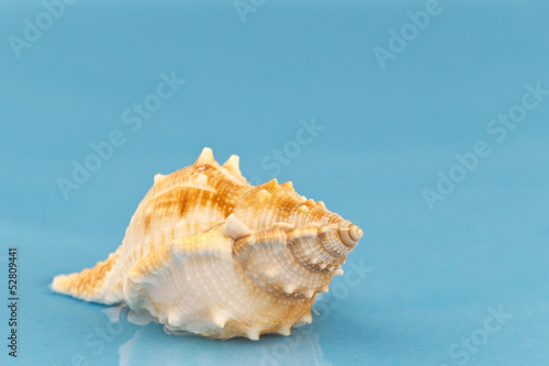 Little sea snail on blue background