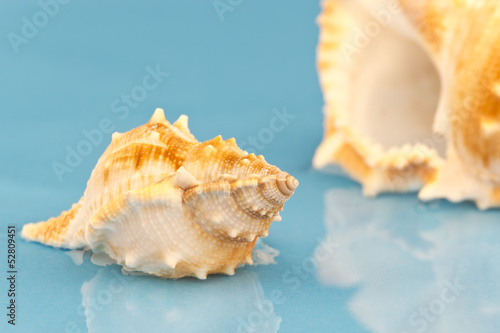 Little sea snail