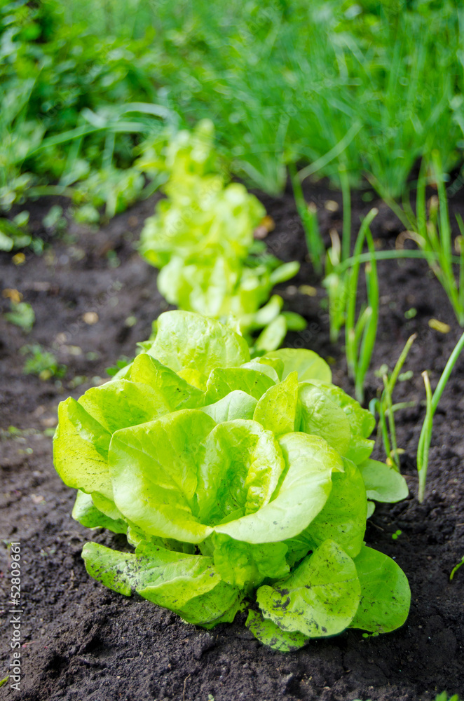 A lettuce patch A lettuce patch