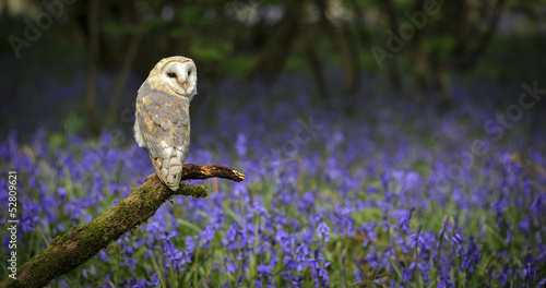 Konstfotografi Barn Owl in Bluebell Wood