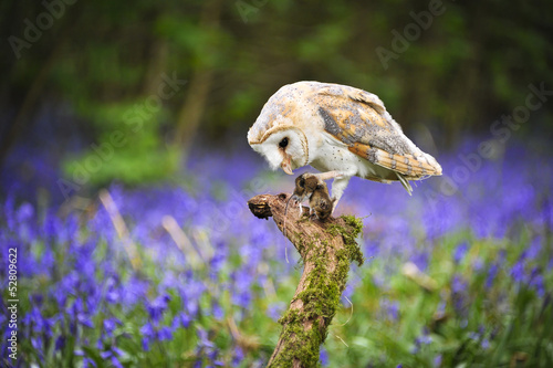 Barn Owl in Bluebell Wood 2