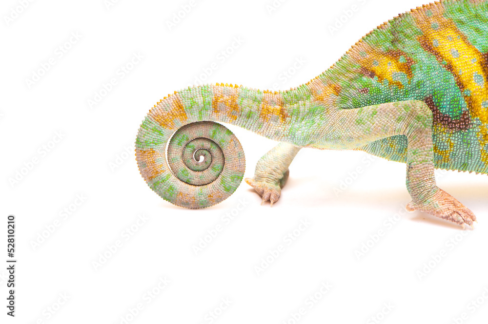 Naklejka premium One Yemen chameleon