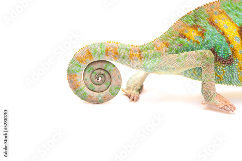 One Yemen chameleon