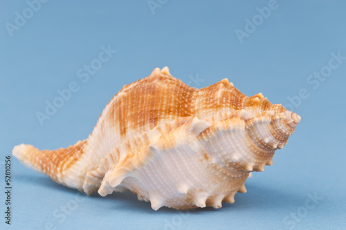 Sea snail on blue background