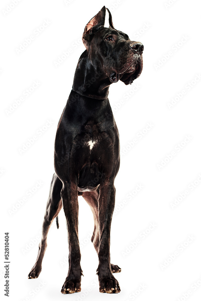 majestic dog majestic dog