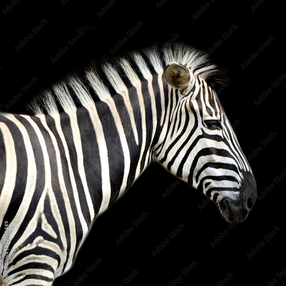 Fototapeta premium Zebra