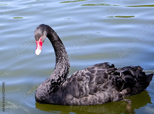 Black swan close up