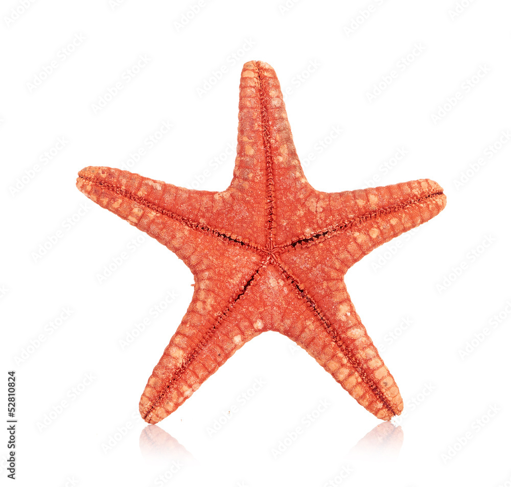 sea star isolated on white sea star isolated on white