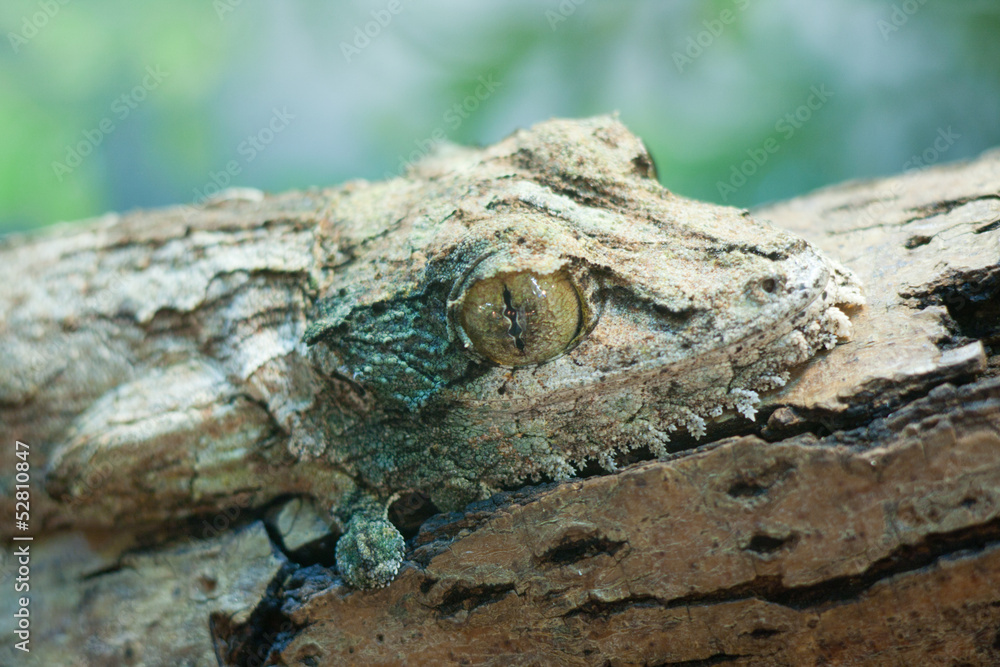 Obraz premium giant leaf-tail gecko, marozevo,
