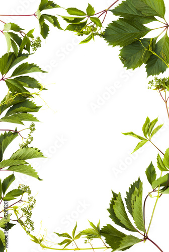background with isolated green foliage