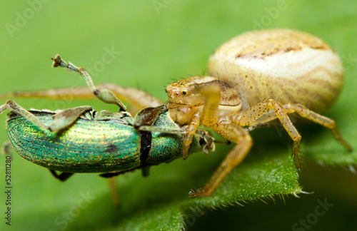 A crabspider catching a green snout beetle