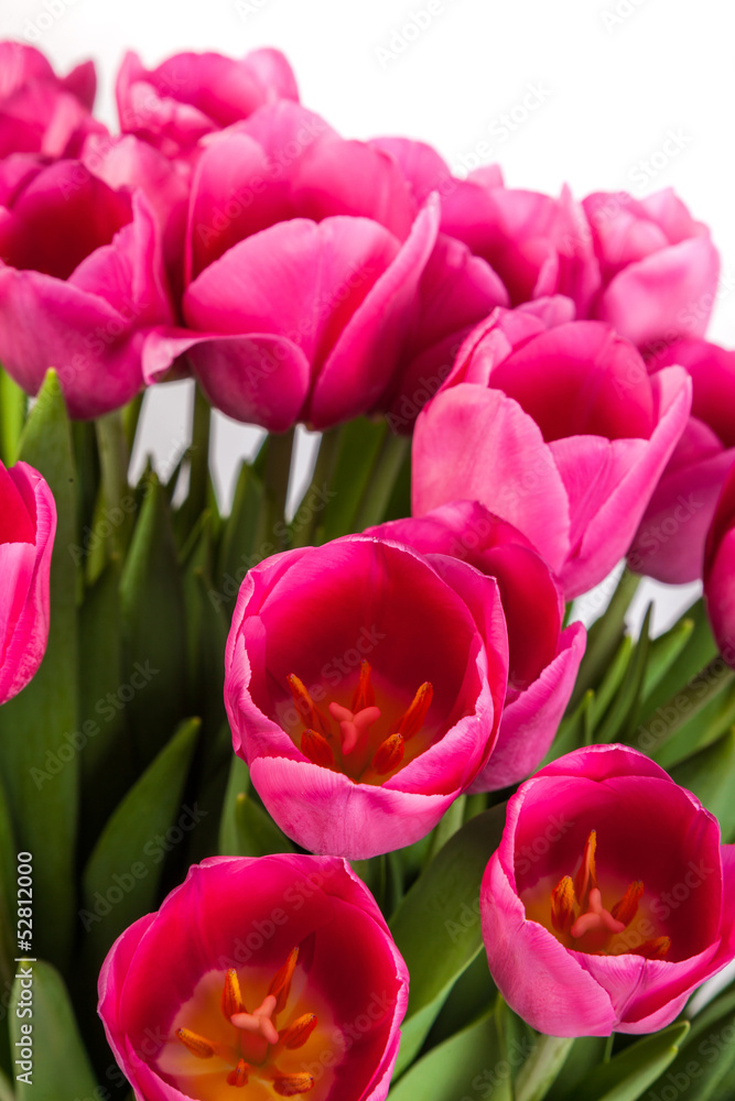 Obraz premium Bunch of tulips on a white