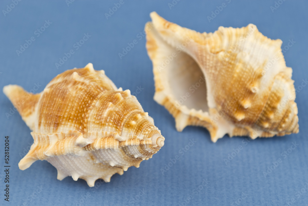 Two sea snails Two sea snails