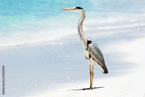 Grey Heron stands on the beach near the sea © maxsaf