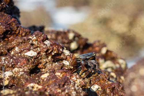 Crab on the rock