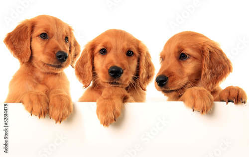 Obraz na płótnie Golden retriever puppies
