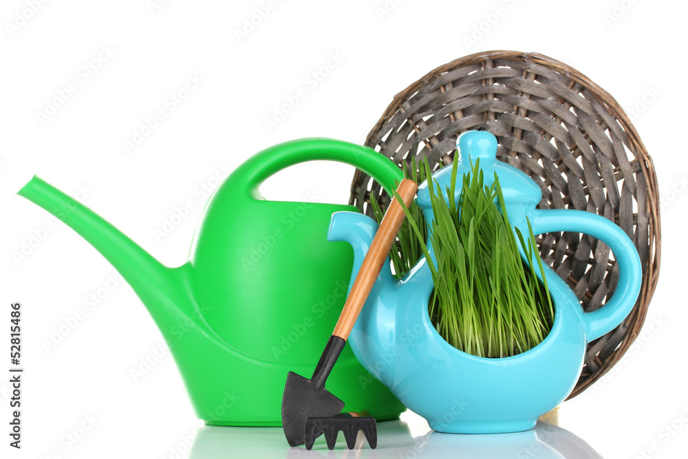 Obraz premium Green grass in decorative pot isolated on white
