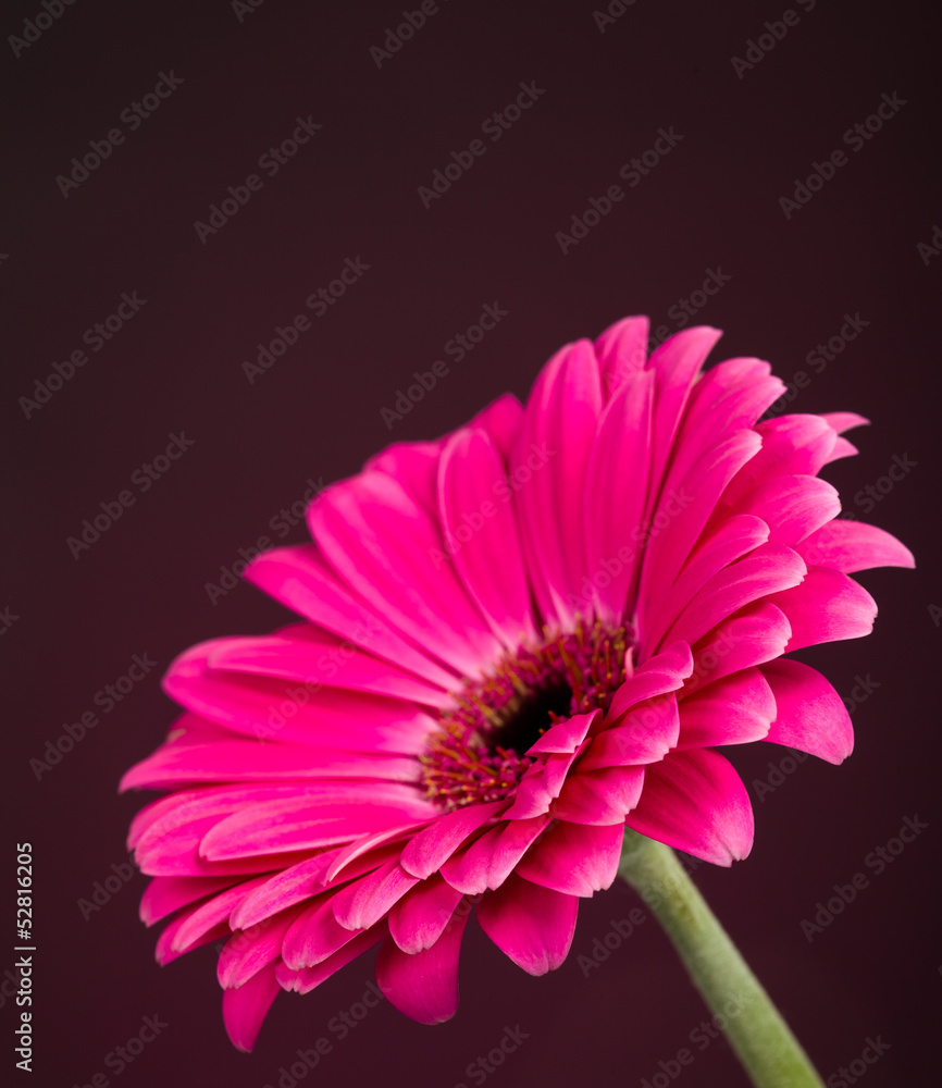 Beautiful Pink Gerber Daisy