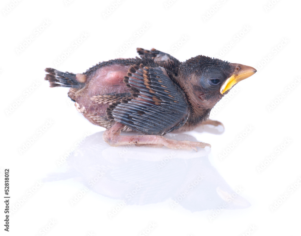 Obraz premium Baby bird of swallow solated on white side view