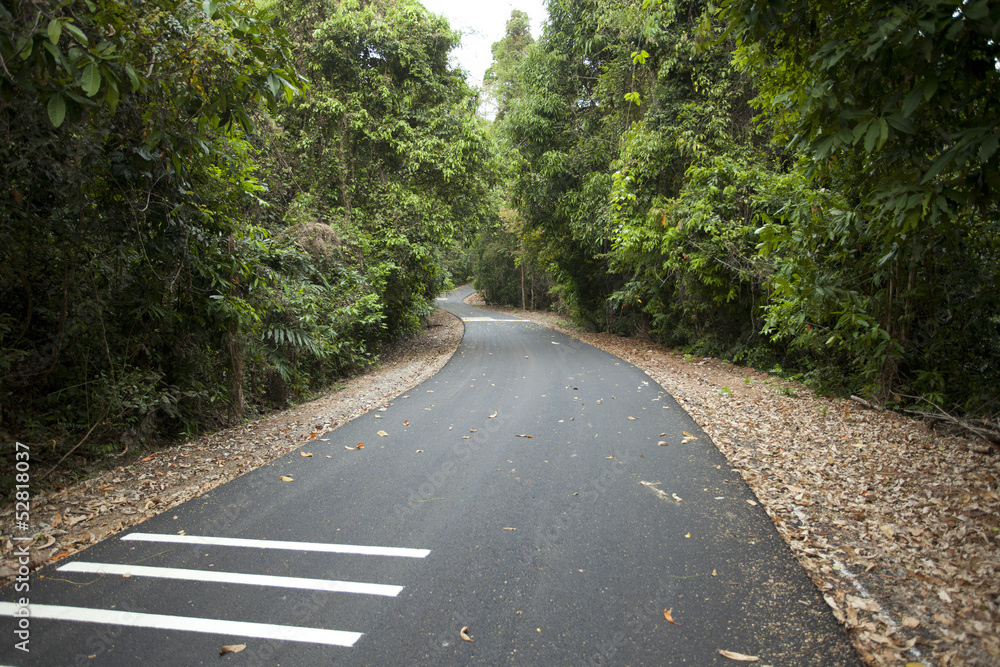 Obraz premium road in woods, grey road to forest showing road marking lines