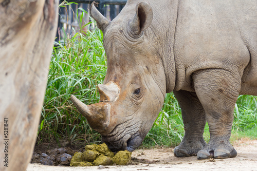 Rhino in zoo