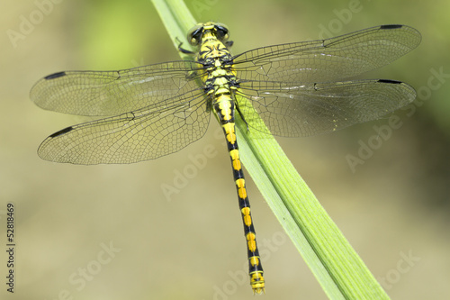 Green Snaketail dragonfly, female / Ophiogomphus cecilia