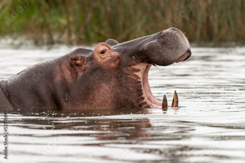 Big Mouth of Hippopotamus