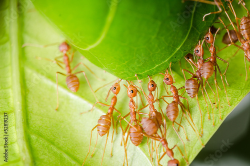 red ant teamwork building home