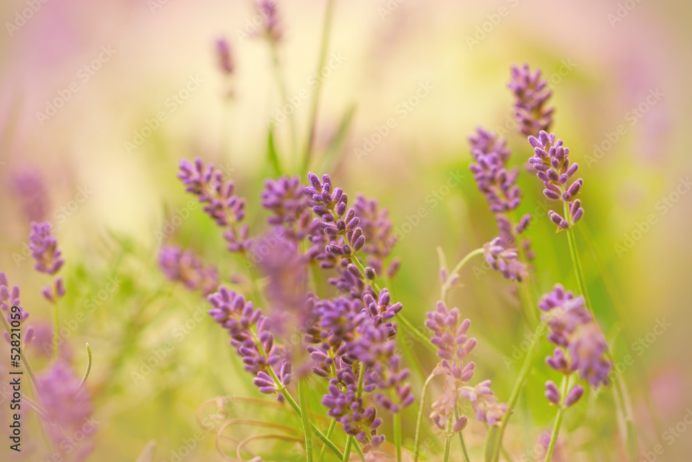 Fototapeta premium Lavender in spring