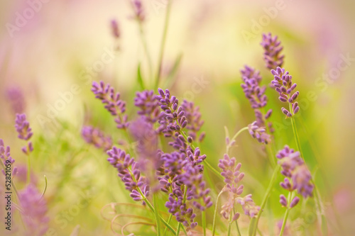Fototapeta Naklejka Na Ścianę i Meble -  Lavender in spring