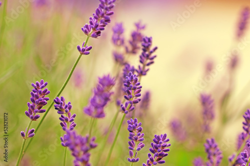 Fototapeta Naklejka Na Ścianę i Meble -  Lavender