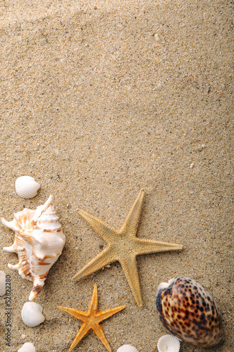 shell and starfish on sand near sea