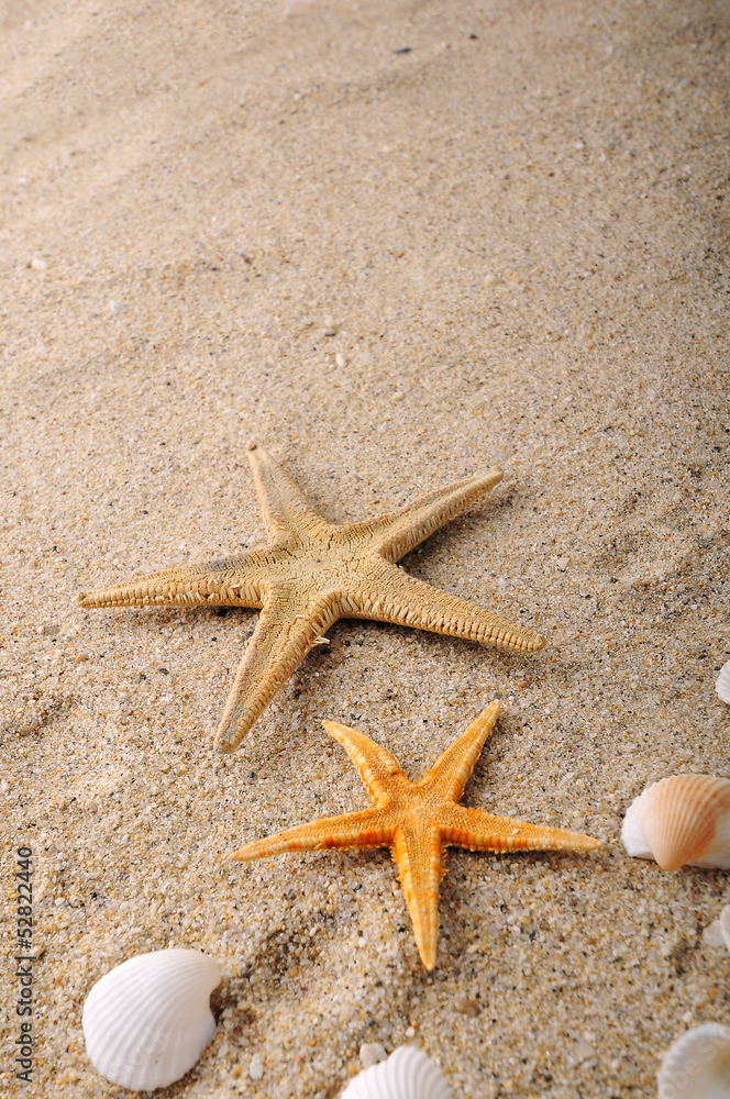 shell and starfish on sand near sea shell and starfish on sand near sea