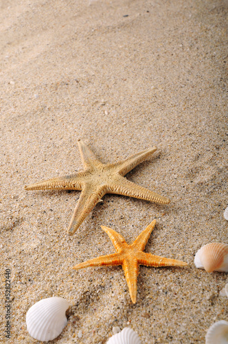 shell and starfish on sand near sea