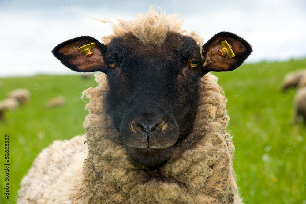 Fototapeta premium owca