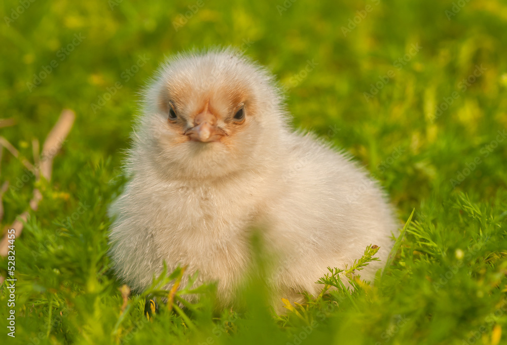 Chick
