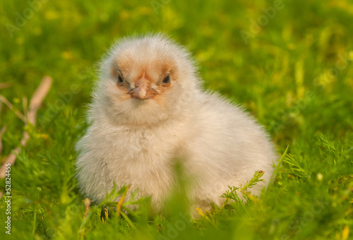 Chick