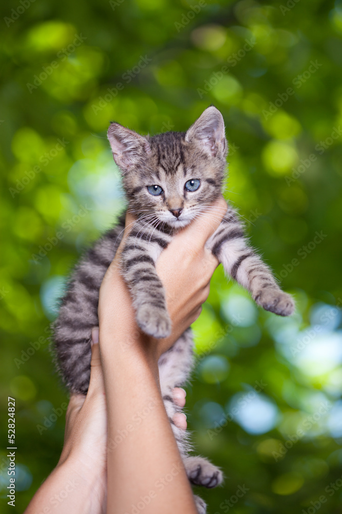 Obraz premium Grey kitten