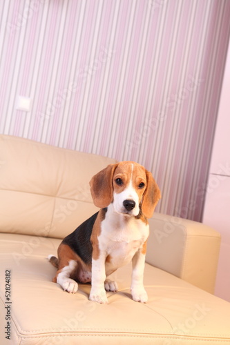 Female Beagle puppy on a white leather sofa