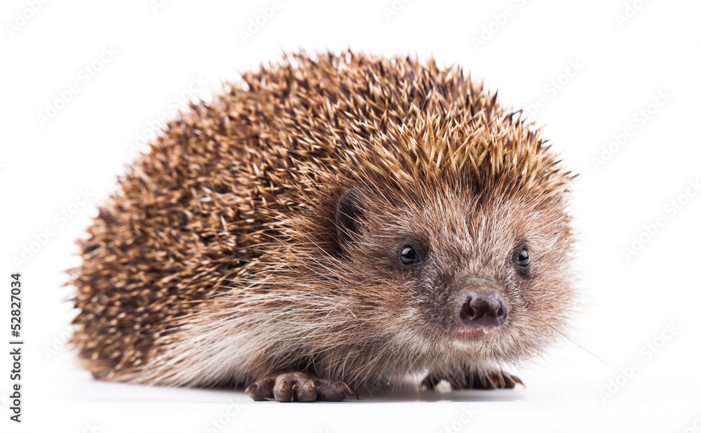 wild hedgehog isolated on white wild hedgehog isolated on white