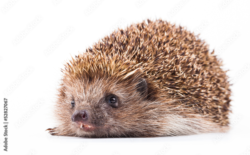 wild hedgehog isolated on white
