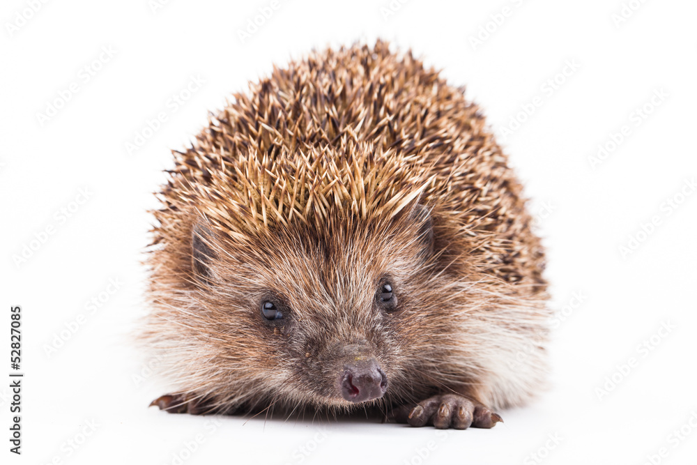 Fototapeta premium wild hedgehog isolated on white