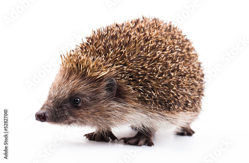 wild hedgehog isolated on white