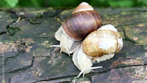 snail frorest photo